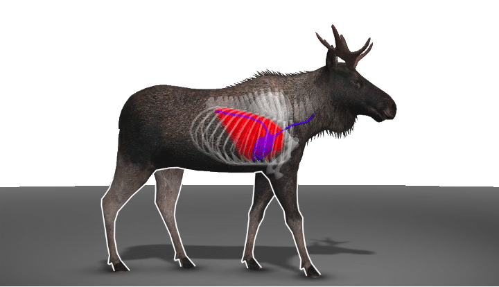 Moose Vitals Diagram